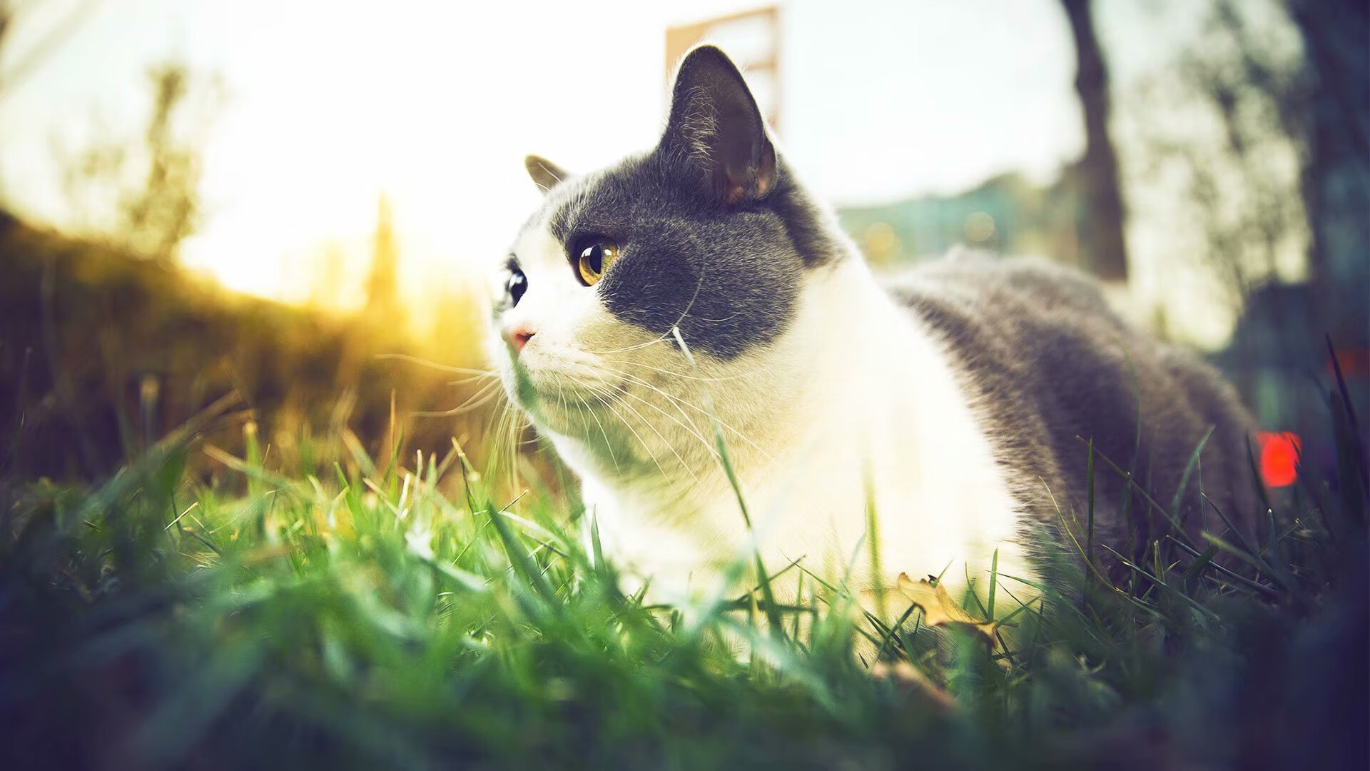 世界青少年冠军赛，法国队和加拿大队争锋天下，青春激荡，世界级青少年比赛